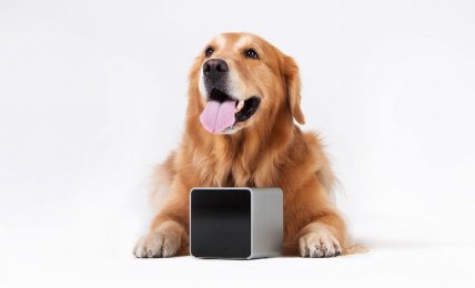 3 Tech Tools To Keep Your Dog Fit