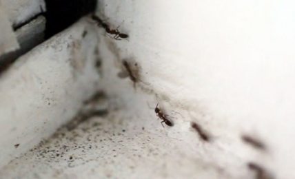 Pest Problems Apartment Owners Have To Face