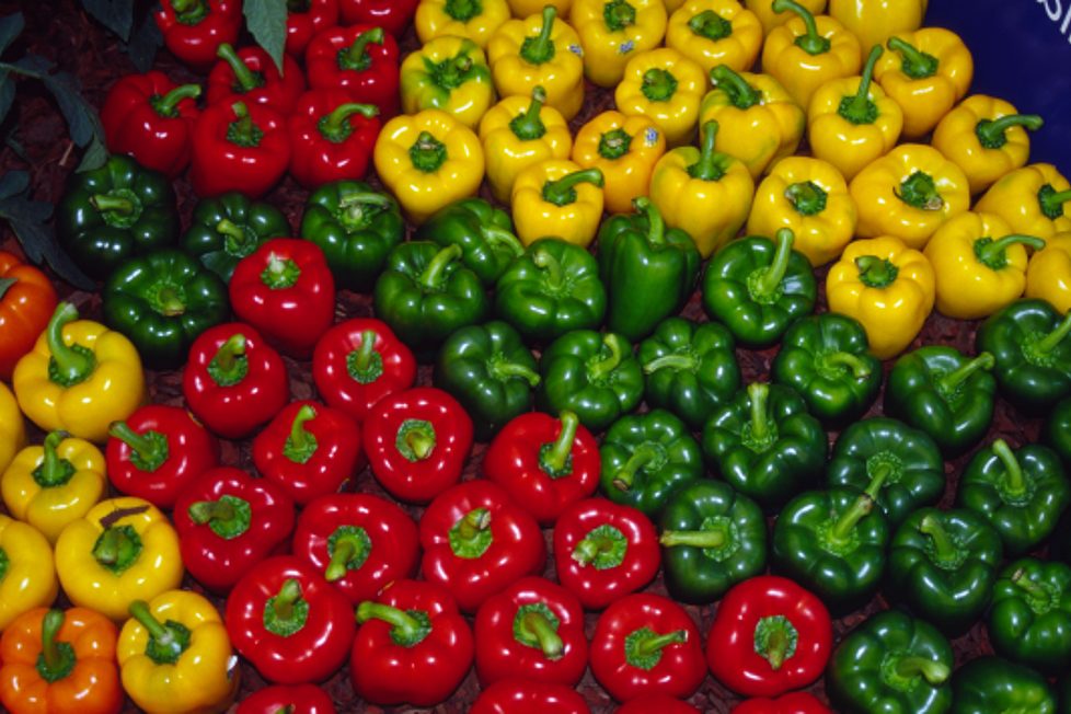 Why We Need To Eat Capsicum - Here Are The Reasons....