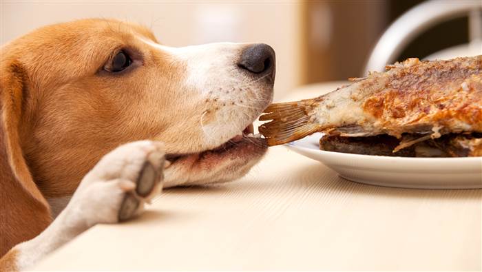 Why Fish Is Great Food For Dogs