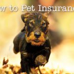 Dogs and Cats Need Insurance, Too