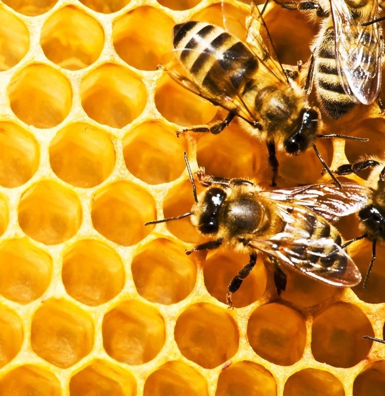 bees on honeycells