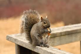 How Can Professional Squirrel Removal Service Help Homeowners?