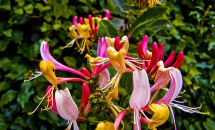 Medicinal Benefits Of Honeysuckle That Are Good For Your Health