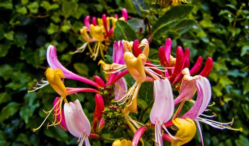 Medicinal Benefits Of Honeysuckle That Are Good For Your Health