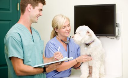 Factors To Consider While Hiring A Veterinarian For Your Pet