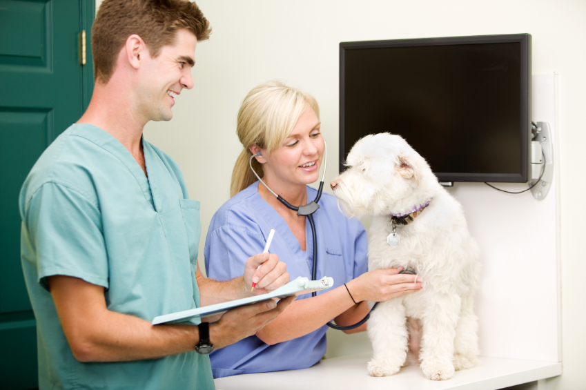 Factors To Consider While Hiring A Veterinarian For Your Pet
