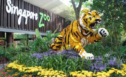 Top Tourist Attraction Sites To See In Singapore
