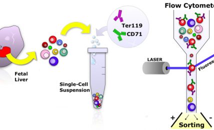 What Is Flow Cytometry